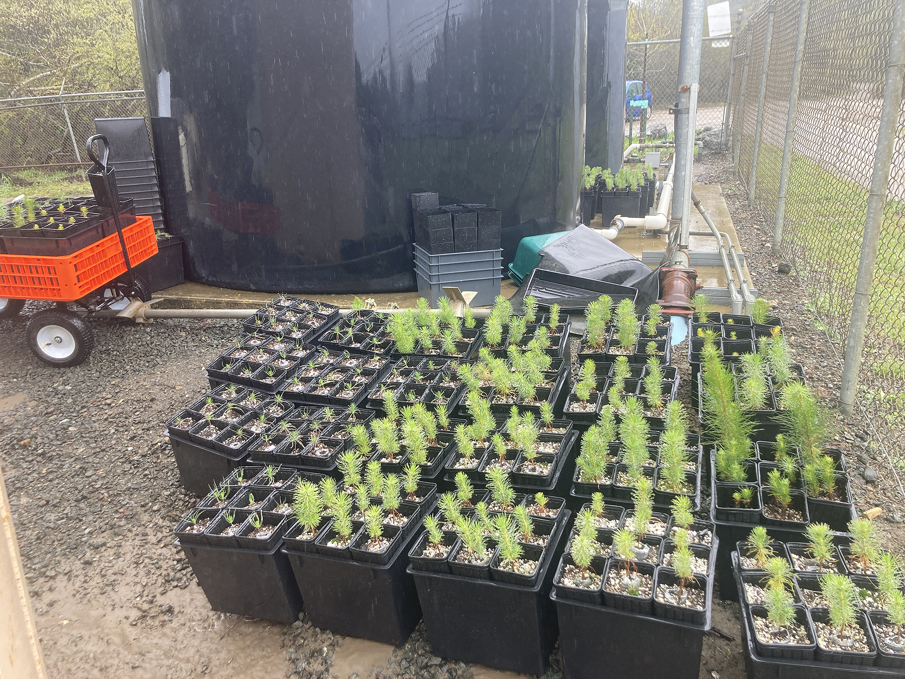 pine seedlings during flooding